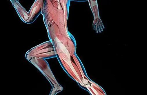 anatomisk bild av en löpares muskler och leder